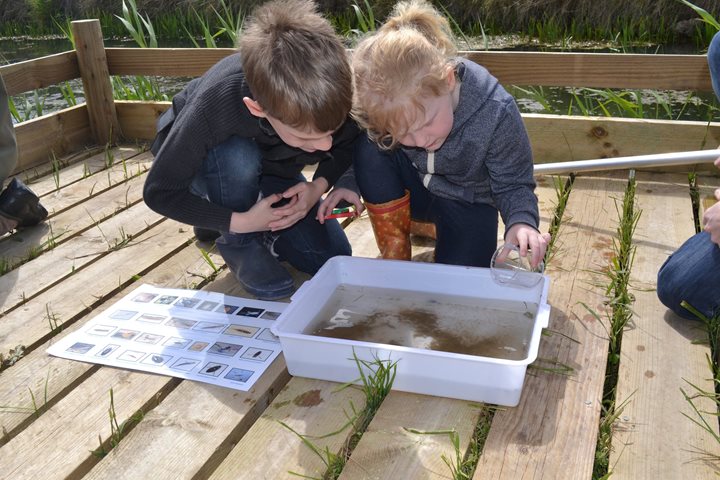 Fantastic Minibeasts and Where to Find Them, Cley Marshes Visitor Centre, Coast Rd, Cley next the Sea NR25 7SA | Join us at our custom-built platform and learn about the wonderful wildlife that can be found in ponds and dykes | pond, family, nature 